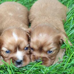 Girl 3 - female Cavalier King Charles Spaniel puppy in Fredericksburg, Ohio from Timshell Farm Specialty Crossbreed Puppies