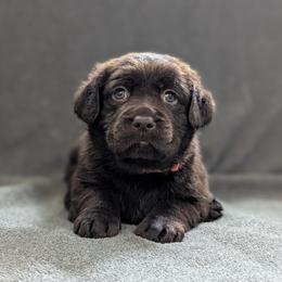 Oak - Chocolate male Labrador Retriever puppy in Lithonia, Georgia from Marmolejos Labs