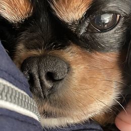 Cavalier King Charles Spaniels from Baker Family Cavalier King Charles Spaniels