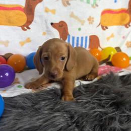 Chocolate ee Smooth Coat Male - Red male Dachshund puppy in Austin, Colorado from Colorado Mini Dachshunds