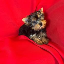 HF yellow girl - Blue and gold female Yorkshire Terrier puppy in Alburnett, Iowa from Hobbs Shire Yorkies