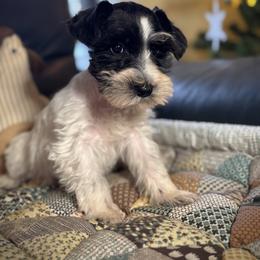 Tiny Tim - Parti male Miniature Schnauzer puppy in Jefferson, Oregon from Whiskey Meadows Miniature Schnauzers