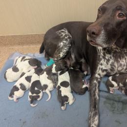 Boy 5 - Liver and white male German Shorthaired Pointer puppy in Appleton, Wisconsin from Kay Quaintance's German Shorthaired Pointers