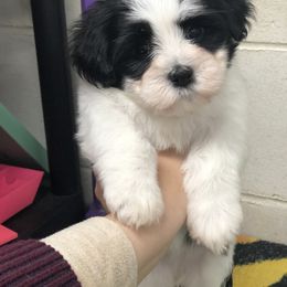 Havanese and Pug Puppies from Casa Blanca Pugs & Mardi Gras Havanese