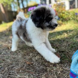 Mateo - Merle male Goldendoodle puppy in Jacksonville, Florida from Dandelion Doodles