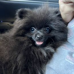 Girl 1 - Pomeranian puppy in California from Lovingly Pomeranians