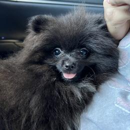 Girl 1 - Pomeranian puppy in California from Lovingly Pomeranians