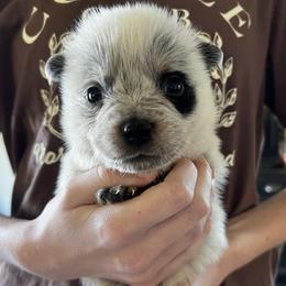 Boy 4 - Blue male Australian Cattle Dog puppy in Irvington, Kentucky from Dry Valley’s Australian Cattle Dogs