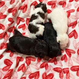 Schnoodle puppies from Dreamer Ridge Puppies