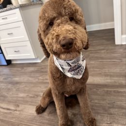 Maverick - Poodle