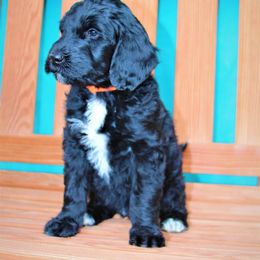 Goldendoodle Puppies from Warren Doodles