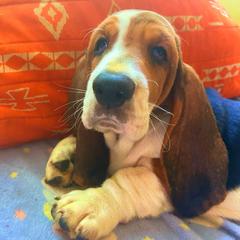 P5M - Brown black and white male Basset Hound puppy in Honolulu, Hawaii from Sun’Hawaii Basset Hound