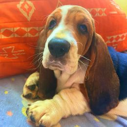 P5M - Brown black and white male Basset Hound puppy in Honolulu, Hawaii from Sun’Hawaii Basset Hound