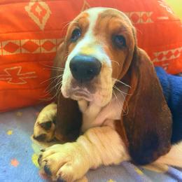 P5M - Brown black and white male Basset Hound puppy in Honolulu, Hawaii from Sun’Hawaii Basset Hound