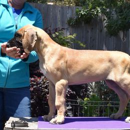 Great Dane Puppies from Paxton Great Danes
