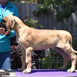 Great Dane Puppies from Paxton Great Danes