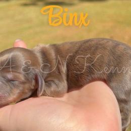 Binx - Brindle male Dachshund puppy in Brandon, Mississippi from A & N Kennel’s Mini Dachshunds