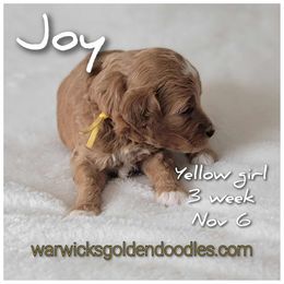 Joy- Yellow - Red  female Goldendoodle puppy in Fort Worth, Texas from Stacy Warwick
