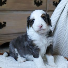 Beaver - Merle male Goldendoodle puppy in Temecula, California from Temecula Creek Doodles