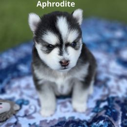 Aphrodite - Black and white female Pomsky puppy in Fredericksburg, Virginia from Purely Pomskies