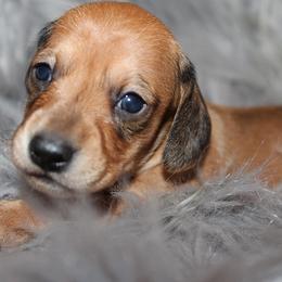 Girl 1 - Red female Dachshund puppy in Craig, Colorado from Rocky Mountain Shih Tzus and Dry Creek Miniature Dachshunds