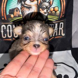 Carter - Merle male Chihuahua puppy in Palmyra, Indiana from Country Star Chihuahuas