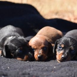 Dachshund Puppies from Bulldach Kennels AZ