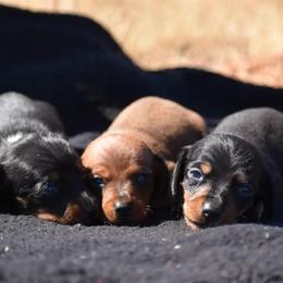Dachshund Puppies from Bulldach Kennels AZ