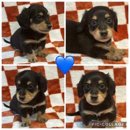 BC - Black and cream male Dachshund puppy in Rutherfordton, North Carolina from Mountain Farm Dachshunds