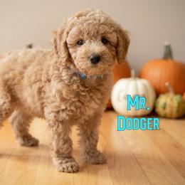 Mr. Dodger - Apricot male Goldendoodle puppy in Sacramento, California from Dandy Doodles Goldendoodles