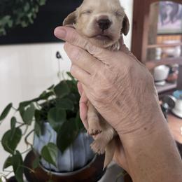 Boy 3 - Cream male Dachshund puppy in Gouverneur, New York from Dack Dachshunds