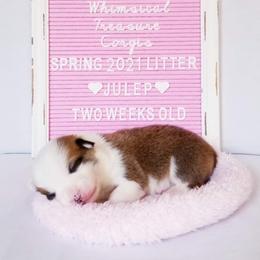 American Corgi and Pembroke Welsh Corgi Puppies from Whimsical Treasure Corgis