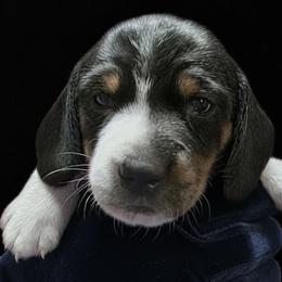 Baby Girl 1 - Jersey - Piebald female Dachshund puppy in Salem, Oregon from Long'd Fore Dachshunds
