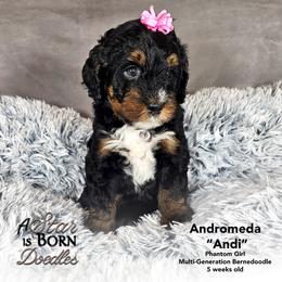 Andi: Breeder's dream 51.6 Bernese FF EE BB ATAT KYKY SS  9 out of 10 intensity - Phantom female Bernedoodle puppy in Jackson, Michigan from A Star is Born Doodles