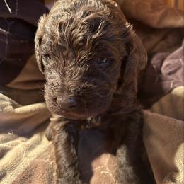 Boy ( gray) - Chocolate male Labradoodle puppy in Lowville, New York from Pleasant View Labradoodles and micro cockapoos