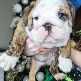 Bulldog Puppies from Copsey's Bulldogs