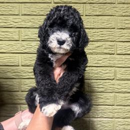 Onyx - Black and white male Bernedoodle puppy in Carmichaels, Pennsylvania from JensenBelle Doodles