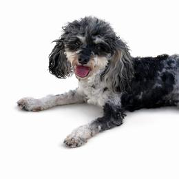 Stellar - Merle male Maltipoo puppy in Newport Beach, California from Exotic City Pomeranians and chihuahuas