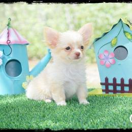 Cub - Cream and white male Chihuahua puppy in Demorest, Georgia from Sourpatch Chihuahuas