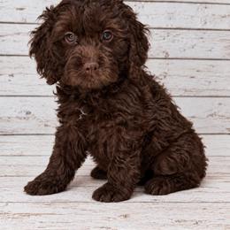 Terri - Chocolate female Australian Labradoodle puppy in Gladstone, Oregon from Beaver State Labradoodles