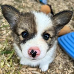 Black collar boy - Sable male Pembroke Welsh Corgi puppy in Flat Rock, Alabama from Fluffy Butt Acres