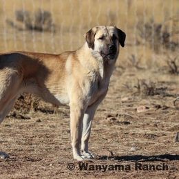 Aria - Anatolian Shepherd Dog