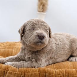 Ginger - Cream female Goldendoodle puppy in Mesa, Arizona from Schmidt’s Doxies N Doodles