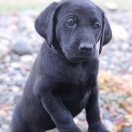 Labrador Retriever Puppies from Whispering Creek British Labs LLC