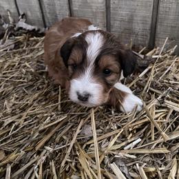 Lil female - Sable female Aussiedoodle puppy in Hillsboro, Illinois from Shoal Creek Puppies