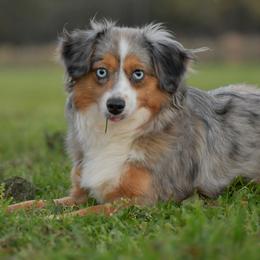 River - Toy Australian Shepherd