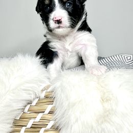 Aussiedoodle Puppies from Ever After Mini Doodles