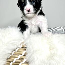 Aussiedoodle Puppies from Ever After Mini Doodles