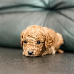 Cove - Apricot male Cavapoo puppy in Saint George, Utah from Fitzdoodles