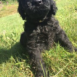 Labradoodle Puppies from Forevergreen Farm